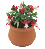 Pot of miniature clay fuschias