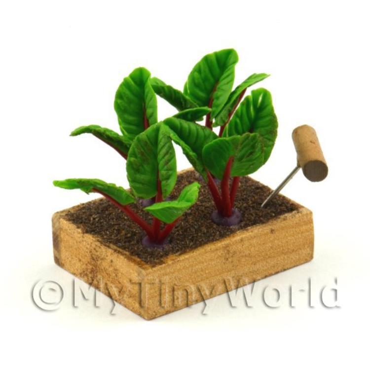Wooden Crate With Growing Beetroots (GB02)