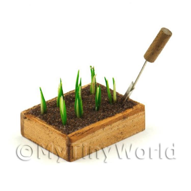 Wooden Crate With Growing White Onions(GB03)