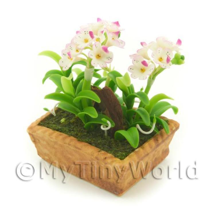 Dolls House Miniature White / Pink Spotted Orchid Display