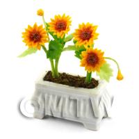 Miniature Sunflowers in a White Flower Box