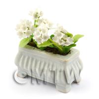 White Miniature Geraniums in a White Flower Box