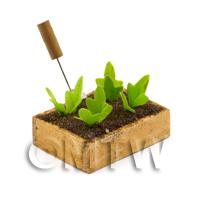 Miniature Garden Wooden Crate With Growing Spinach 