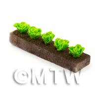 Strip of 5 Miniature Lettuces For The Allotment 