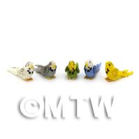 Set of 5 Dolls House Miniature Mixed Colour Budgies 