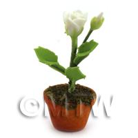 Dolls House Miniature Potted White Rose