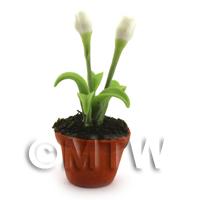 Dolls House Miniature Potted White Tulip