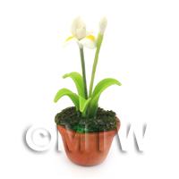 Dolls House Miniature Potted White and Yellow Iris
