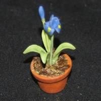Dolls House Miniature Potted Blue and Yellow Iris
