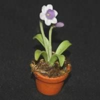 Miniature Potted Purple and White Flower