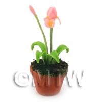 Dolls House Miniature Potted Pink and Yellow Iris