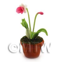 Dolls House Miniature Potted Pink and White Flower