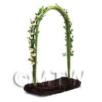 White and Pink English Climbing Roses On A Miniature Wire Arch 