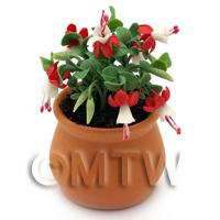 Miniature Red Fuchsias in a Terracotta