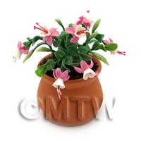 Miniature Pink Fuchsias in a Terracotta Pot 