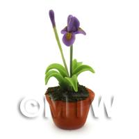 Dolls House Miniature Potted Purple Iris