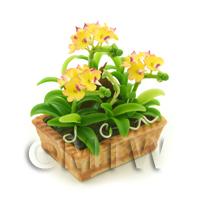 Dolls House Miniature Yellow /Pink Dendrobium Orchid Display