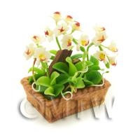 Dolls House Miniature White Dendrobium Orchid Display