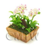 Dolls House Miniature White / Pink Spotted Orchid Display