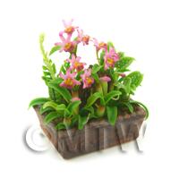 Dolls House Miniature Pink Shades Demdrobium Orchid Display