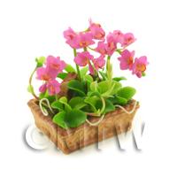 Dolls House Miniature Light Purple Cattleya Orchid Display