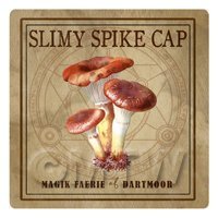 Dolls House Miniature Apothecary Slimy Spike Cap Fungi Colour Box Label