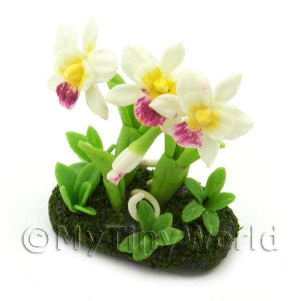 1/12 Scale Dolls House Miniatures  | Dolls House Miniature Flower Bed Cattleya Orchid