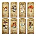 Album Photo aged-herb-colour-short-set3-lbl.jpg