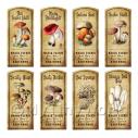 Album Photo aged-herb-colour-short-set5-lbl.jpg