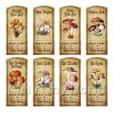 Album Photo aged-herb-colour-short-set6-lbl.jpg