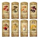 Album Photo aged-herb-colour-short-set7-lbl.jpg