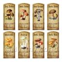 Album Photo aged-mushroom-colour-short-set1-lbl.jpg