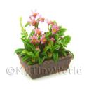 Album Photo mini-flower-bed-12.jpg