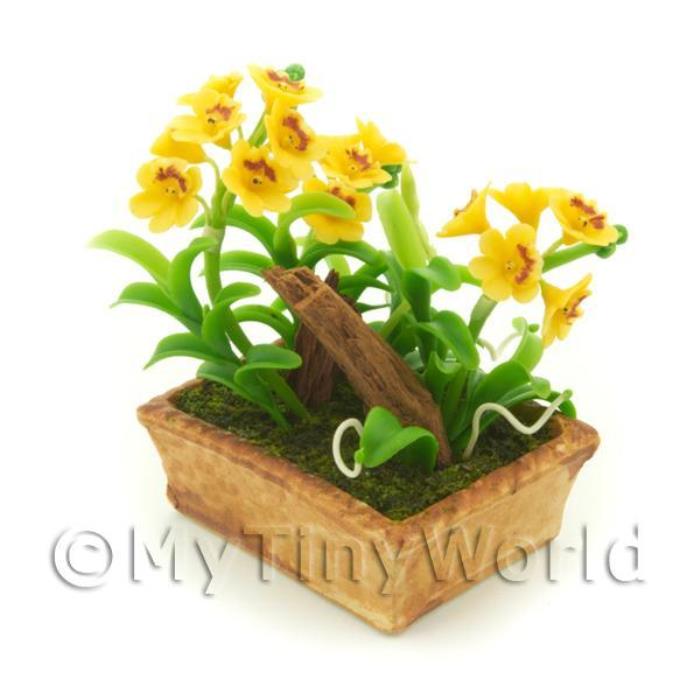 Dolls House Miniature Dark Yellow Dendrobium Orchid Display
