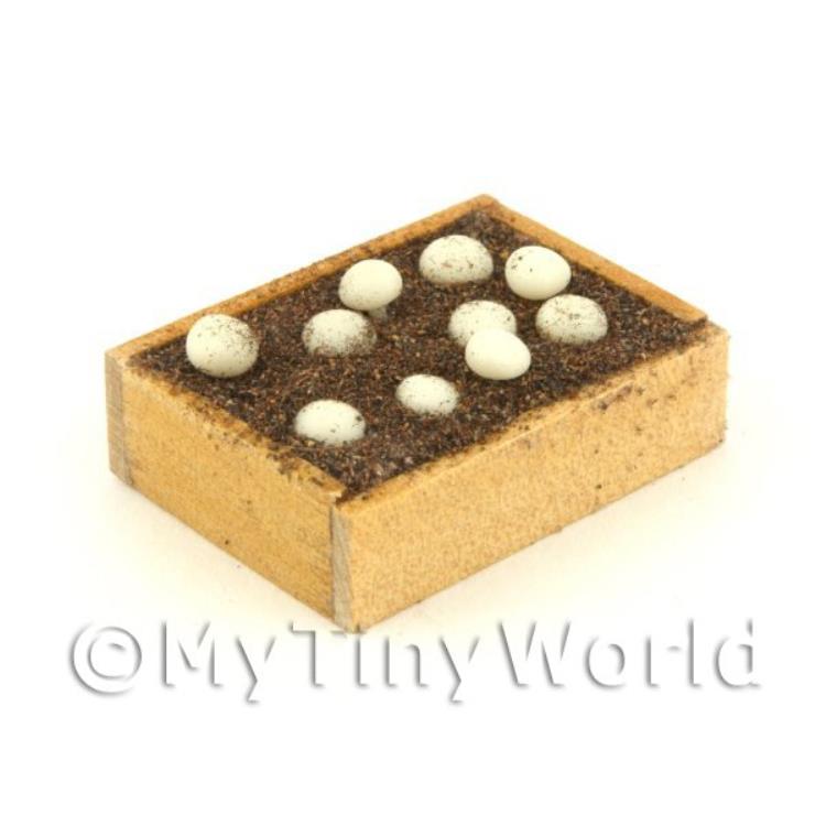 Wooden Crate With Growing Mushrooms (GB01)