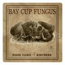 Album Photo bay-cup-fungus-nc.jpg