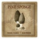 Album Photo pine-sponge-nc.jpg