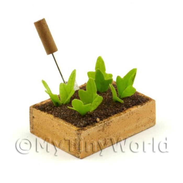 Wooden Crate With Growing Spinach (GB04)