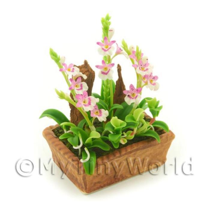 Dolls House Miniature Pink and White Cattleya Orchid Display