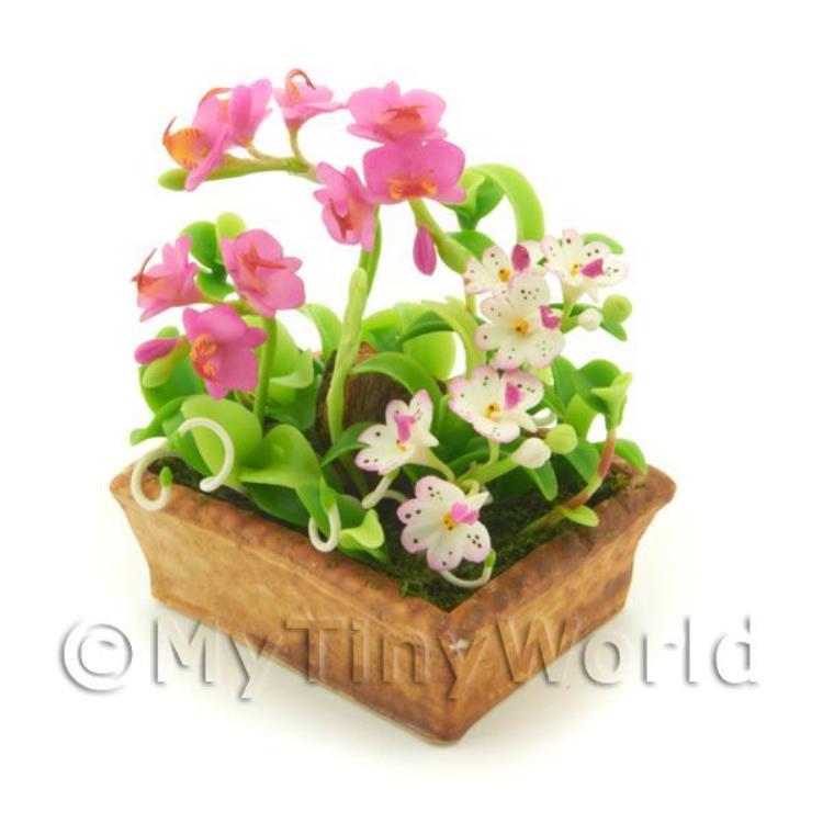Dolls House Pink Cattleya And White Spotted Cattleya Orchids